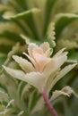 Takeshima stonecrop, Sedum takesimense Atlantis, white leaves